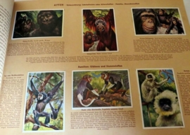 Wunder der Tierwelt, Plaatjesboek uit ca. 1933