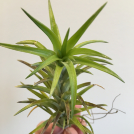 Tillandsia neglecta (large)