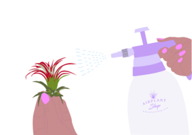 Care tips - air plants