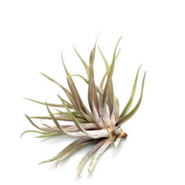 Tillandsia novakii