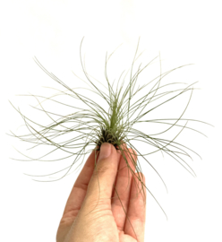 Tillandsia filifolia XL