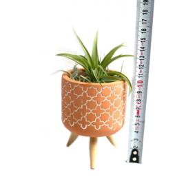 Terra pot geometric + airplant