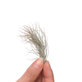 Tillandsia funckiana SMALL