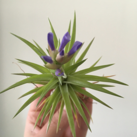 Tillandsia neglecta (large)