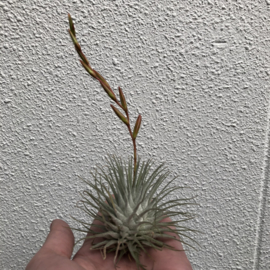 Tillandsia Argentea Mexico (regular)