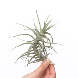 Tillandsia bergerii