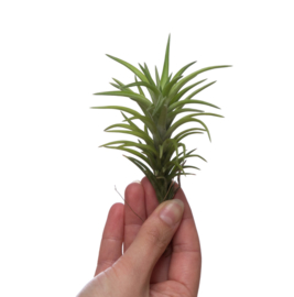 Tillandsia neglecta (large)