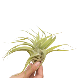 Tillandsia cacticola (Large)