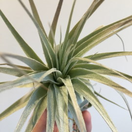 Tillandsia gardneri