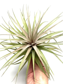 Tillandsia stricta x aeranthos