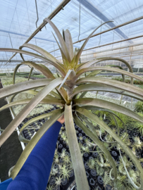 Tillandsia coconut grove (jumbo)