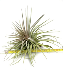 Tillandsia stricta x aeranthos
