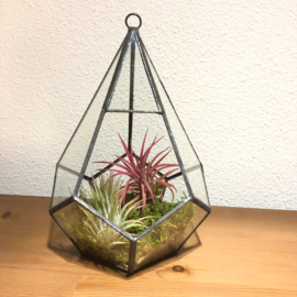 Diamant Terrarium