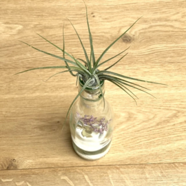 Fles met droogbloemen, ionantha scaposa