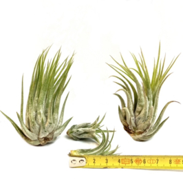 MIX: 2x ionantha scaposa XL & 2x ionantha scaposa small