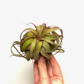 Tillandsia eric knobloch