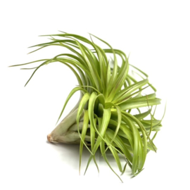 Tillandsia capitata RED