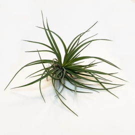 Tillandsia brach. var. Multiflora JUMBO