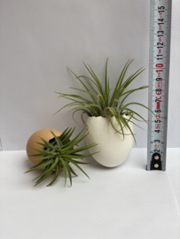 Wit & bruin ei + 2x ionantha