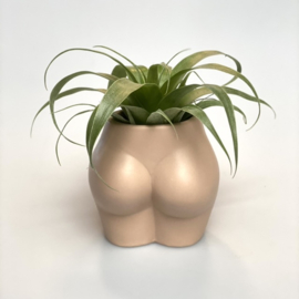 Lady butt nude + airplant