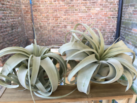 Tillandsia Xerographica