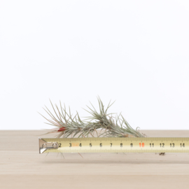 Tillandsia funckiana (single)