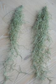 Spanish moss | Tillandsia usneoides