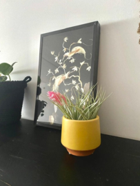 Geel/terra potje klein + airplant