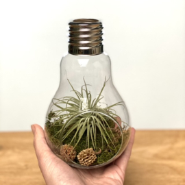 Grote Lightbulb incl. Tillandsia