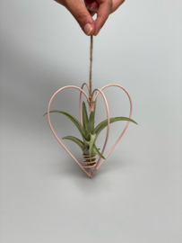 Metalen hartje roze + T. multiflora