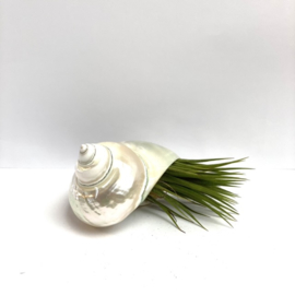 Tillandsia Ionantha XL +  shell pearl