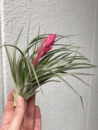 Tillandsia houston