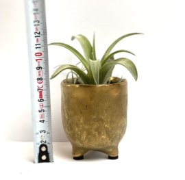 pot GOLD + airplant