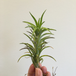 Tillandsia neglecta (large)