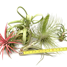 MIX: steptophylla, ionantha rood, andreana XL, bulbosa, pruinosa