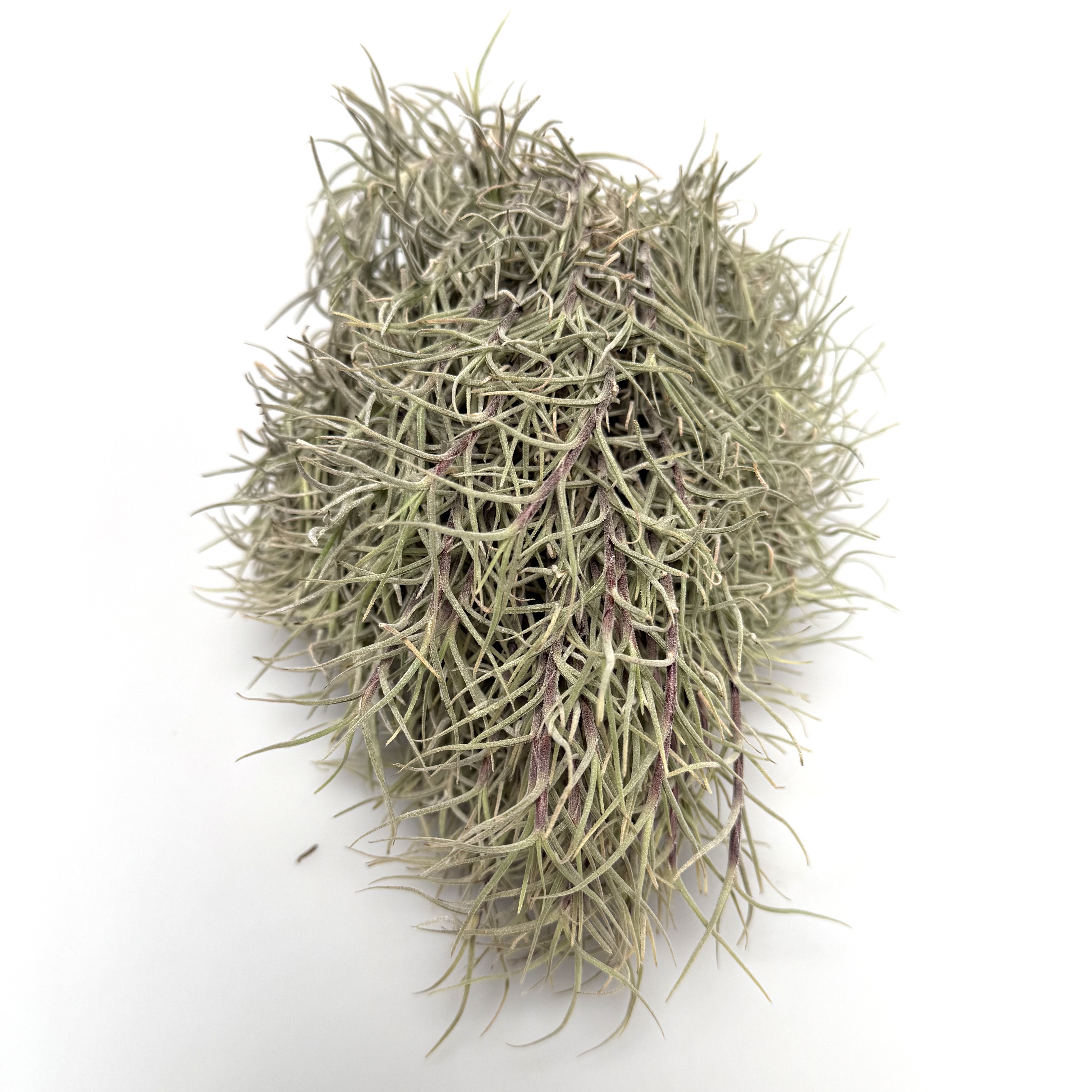 Tillandsia capillaris cluster