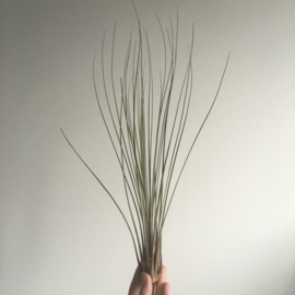 Tillandsia juncea XL