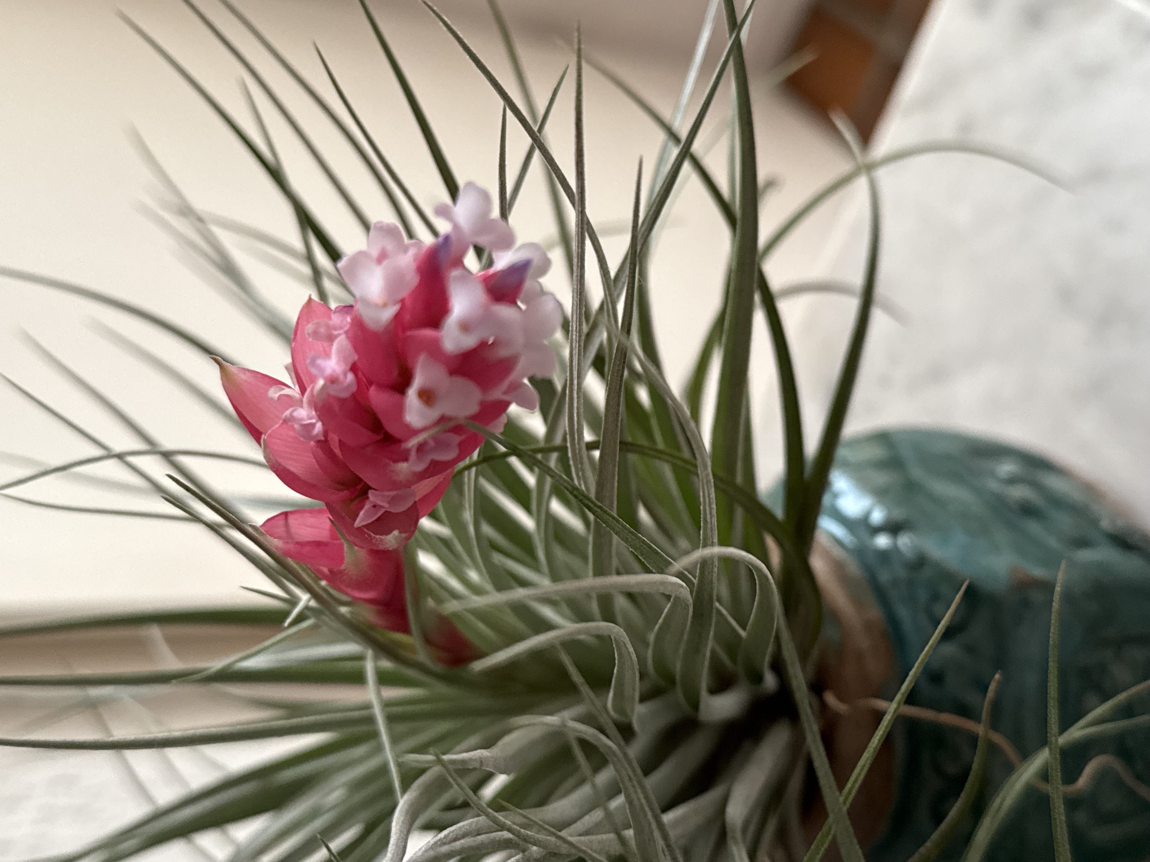 Tillandsia houston XL
