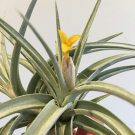 Tillandsia ixioides