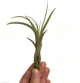 Tillandsia balbisiana (SMALL)