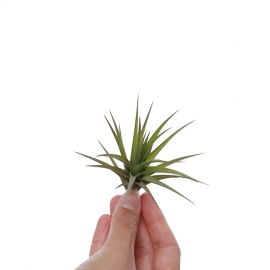 Tillandsia aeranthos