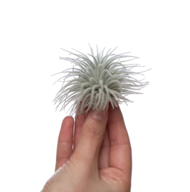 Tillandsia tectorum Snow