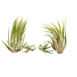 MIX: 2x ionantha scaposa XL & 2x ionantha scaposa small