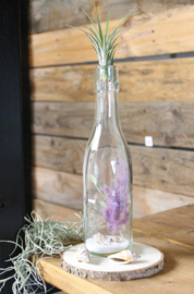 Bottle with dried flowers + Ionantha Scaposa