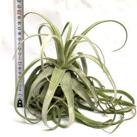 Tillandsia streptophylla XXL