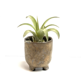 Bronze pot + airplant