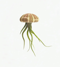 (zee egel) Jellyfish large met tillandsia