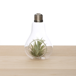 Lightbulb with Tillandsia