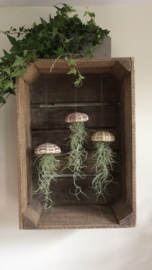 (Qualle) Jellyfish groß mit tillandsia