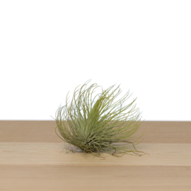 Tillandsia Andreana XL